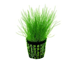 Naaldgras (Eleocharis Acicularis)