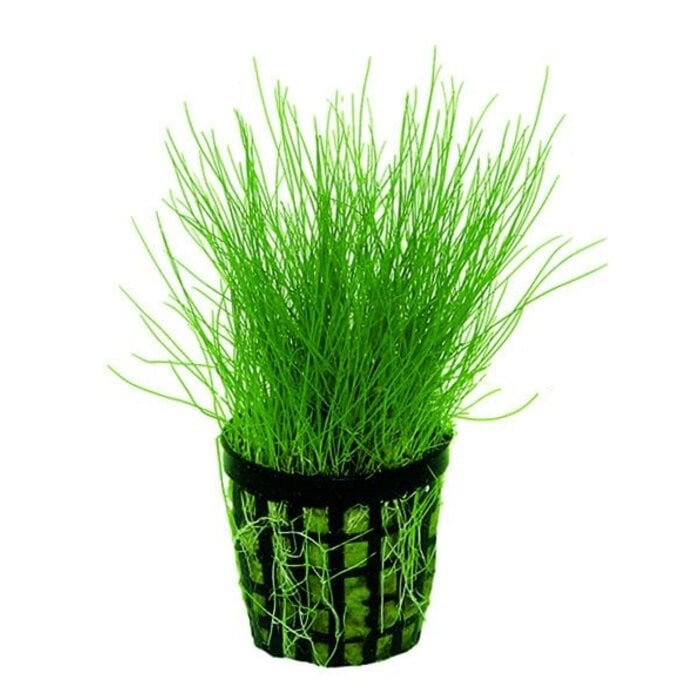 Naaldgras (Eleocharis Acicularis)
