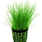 Eleocharis Acicularis