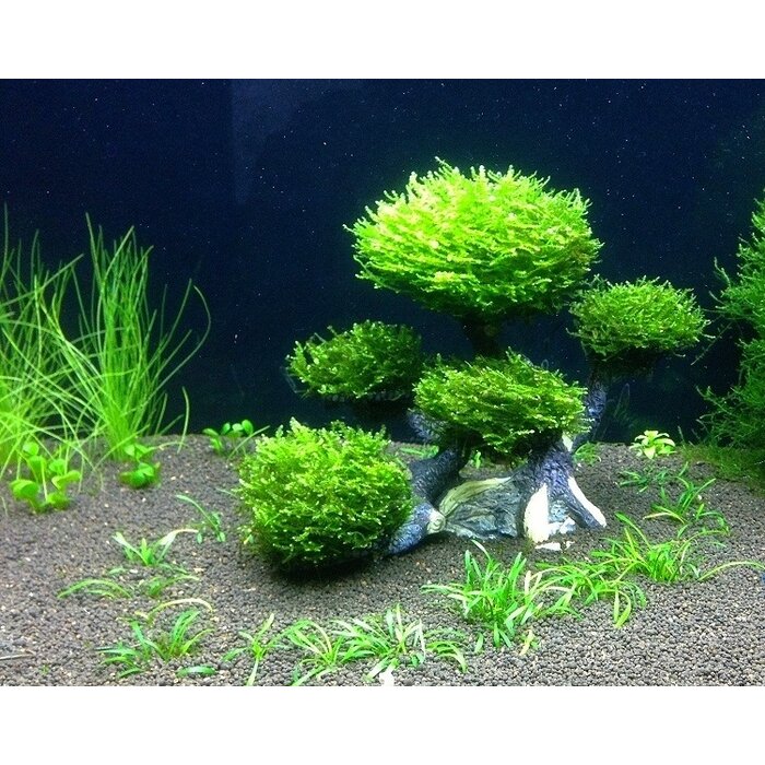 Dennerle Dennerle Bonsai Tree