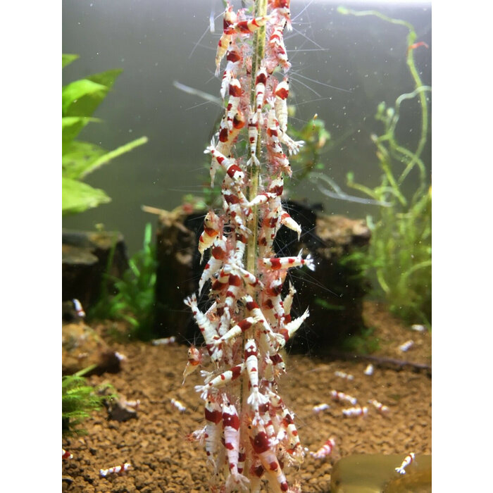 Shrimps forever Shrimps forever Garnelen Lutscher Gemüse/Alge