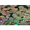 Tropica Phyllanthus fluitans - In Vitro Cup