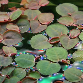 Tropica Phyllanthus fluitans - In Vitro Cup