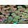 Phyllanthus fluitans - In Vitro Cup