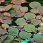 Tropica Phyllanthus fluitans - In Vitro Cup