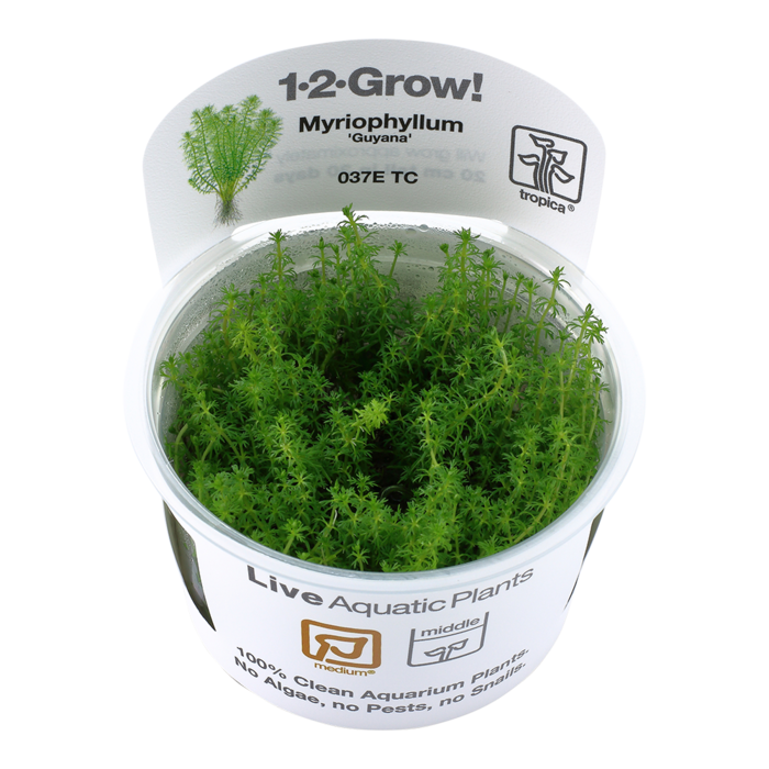 Tropica Myriophyllum ’Guyana’ - In Vitro Cup