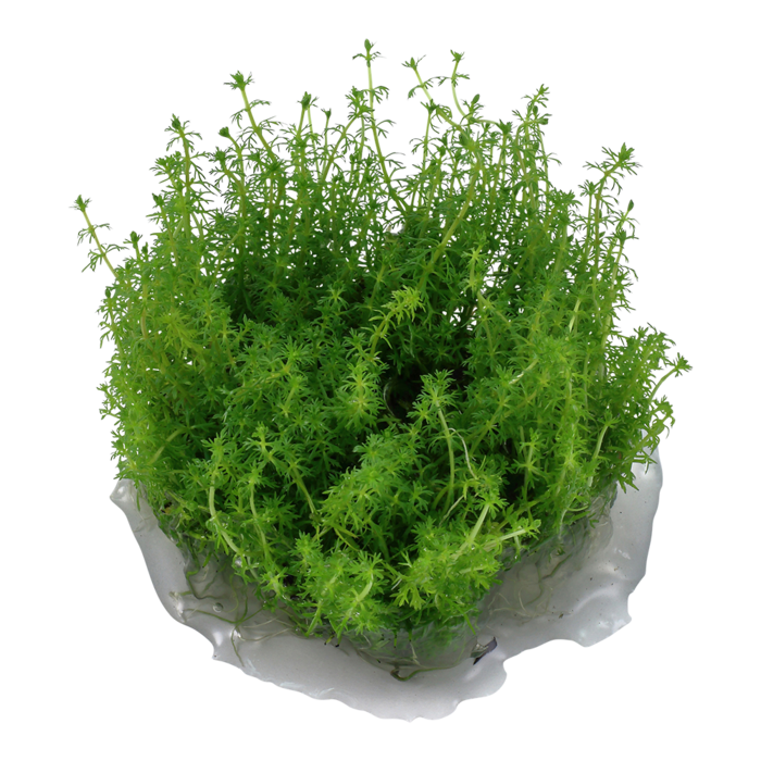 Tropica Myriophyllum ’Guyana’ - In Vitro Cup