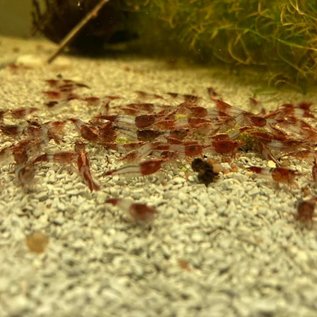 Onlineaquarium spullen Red rili shrimp