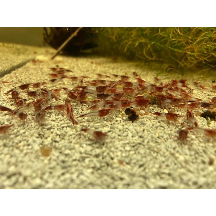 Onlineaquarium spullen Red rili garnelen