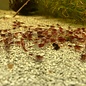 Onlineaquarium spullen Red rili garnelen