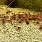 Onlineaquarium spullen Red rili shrimp