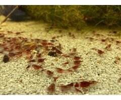 Onlineaquarium spullen Red rili garnelen