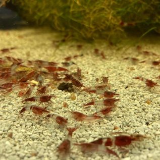 Onlineaquarium spullen Red rili garnelen