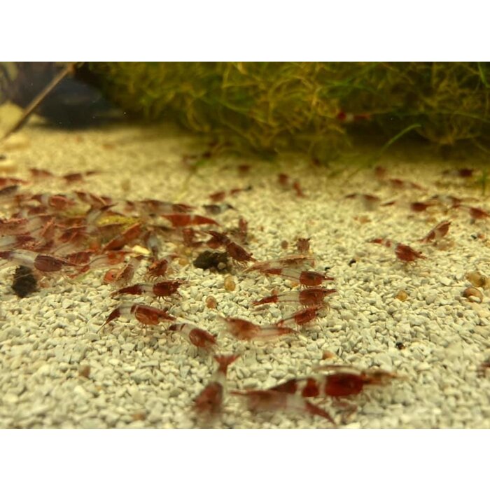 Onlineaquarium spullen Red rili shrimp