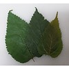 Onlineaquarium spullen Mulberry leaves