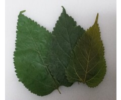 Onlineaquarium spullen Maulbeeren Blätter