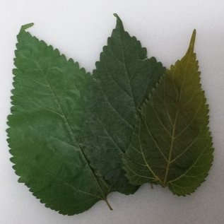 Onlineaquarium spullen Mulberry leaves