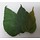 Mulberry leaves