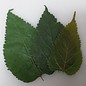 Onlineaquarium spullen Maulbeeren Blätter