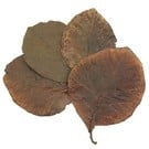 Onlineaquarium spullen Teak leaves