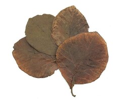 Onlineaquarium spullen Teak leaves