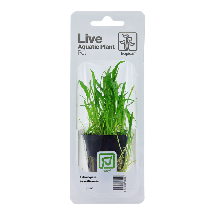 Tropica Lilaeopsis brasiliensis - In pot