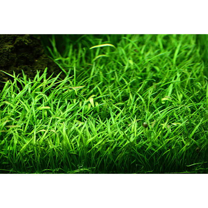 Tropica Lilaeopsis brasiliensis - In pot