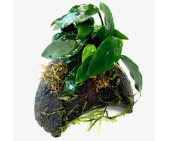 Cocosnoot driegaats met Anubias
