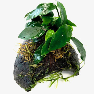 Cocosnoot driegaats met Anubias