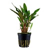 Tropica Cryptocoryne beckettii 'Petchii' - In pot