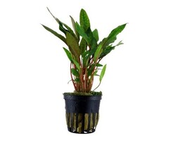 Tropica Cryptocoryne beckettii 'Petchii' - In pot