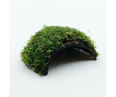 Half coconut with java moss  - One Entrance