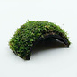 Half coconut with java moss  - One Entrance