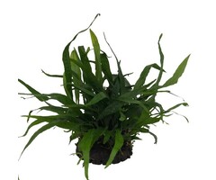 Half coconut with Microsorium Pteropus