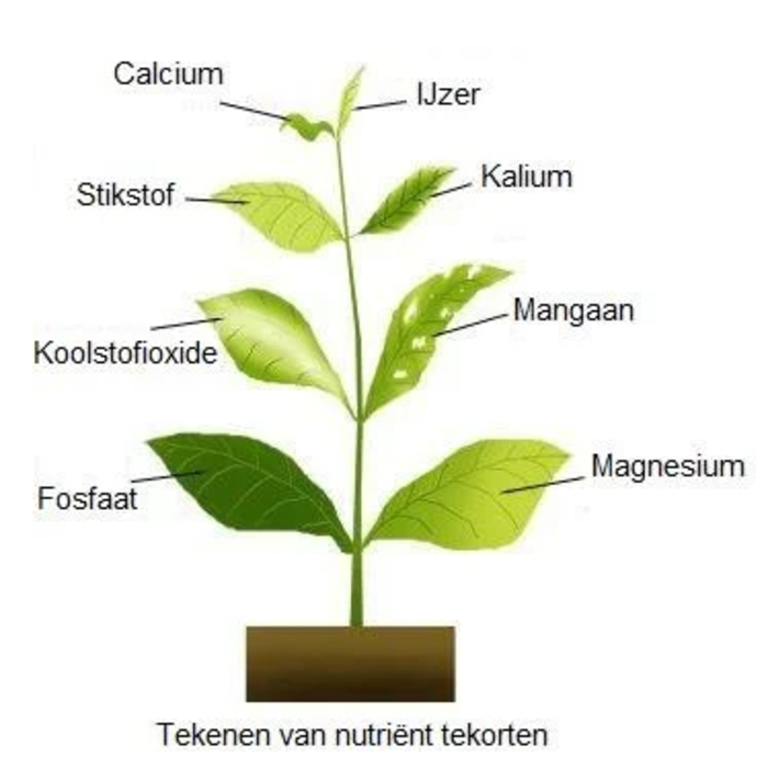 SL-aqua SL-aqua Bing Tsau koolstof