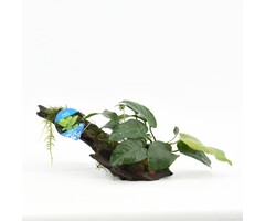 Kienhout met Anubias
