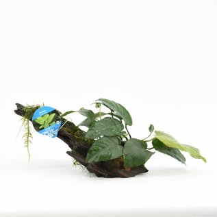 Driftwood with Anubias