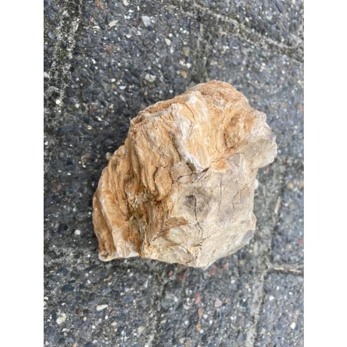 Wio Fossil Wood stone