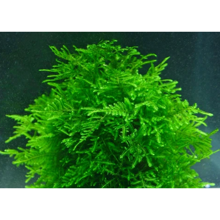 Peacock moss in 75 cc cup