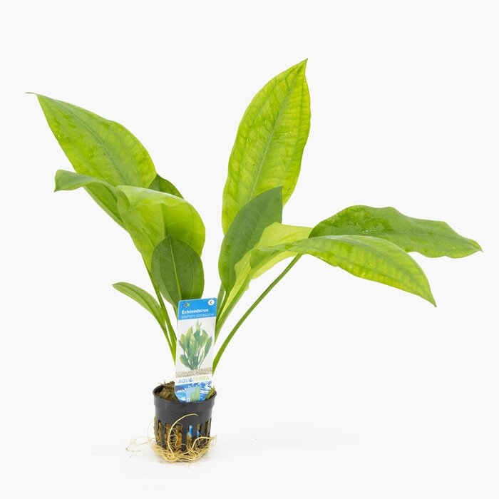 Echinodorus bleheri (amazone zwaardplant)