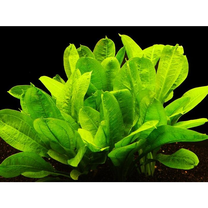 Echinodorus parviflorus