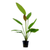 Echinodorus rose