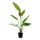 Echinodorus rose