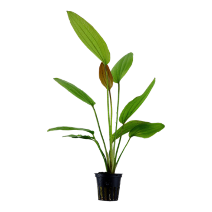 Echinodorus rosé