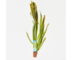 Vallisneria gigantea