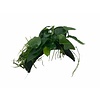 Cocosnoot brug met Anubias
