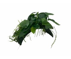 Cocosnoot brug met Anubias