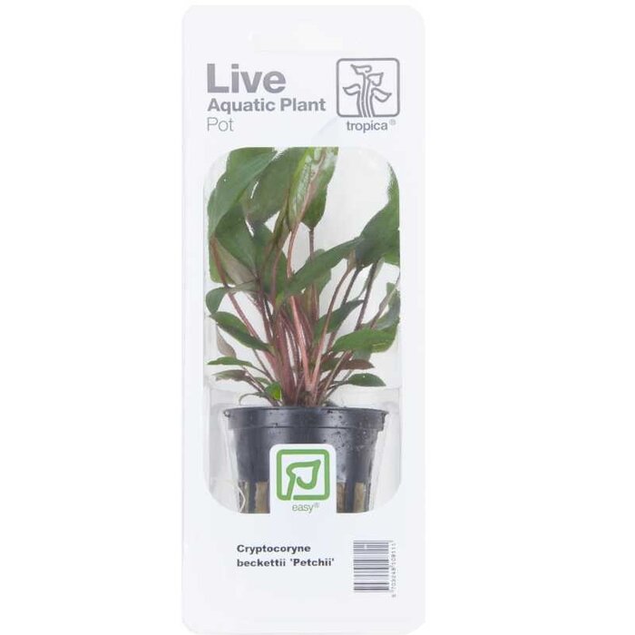 Tropica Cryptocoryne beckettii 'Petchii' - In pot