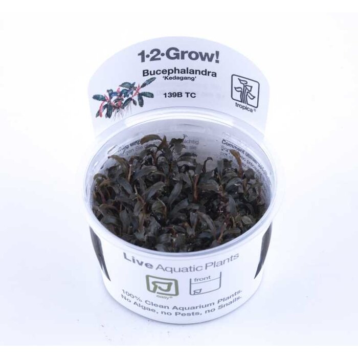 Tropica Bucephalandra 'Kedagang' - In vitro cup