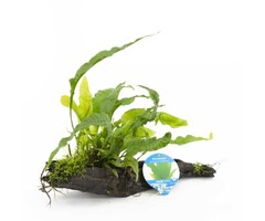 Treibholz mit Javafarn